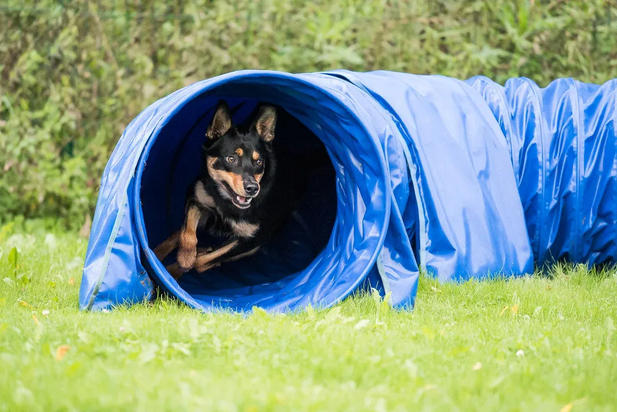 Koira juoksee ulos sinisestä agilityputkesta